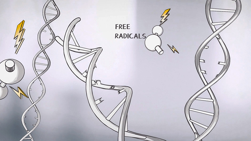 Wella Koleston Perfect Preview